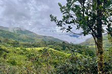 Load image into Gallery viewer, Nima Juarez