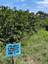 Load image into Gallery viewer, Coffee plants of Ethiosar variety growing at Finca Limoncillo in Matagalpa, Nicaragua, used in Ozone Coffee's natural processed beans.