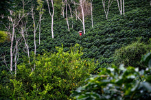Load image into Gallery viewer, View of Volcán del Tigre