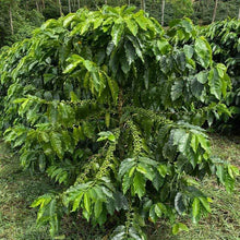 Load image into Gallery viewer, Coffee plant at Finca Limoncillo in Matagalpa, Nicaragua, growing Ethiosar variety used in Ozone Coffee's natural processed beans.