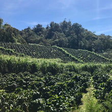 Load image into Gallery viewer, Coffee plants growing on Finca Limoncillo in Matagalpa, Nicaragua, source of Ozone Coffee's Ethiosar Natural beans. Lush green rows under blue sky.