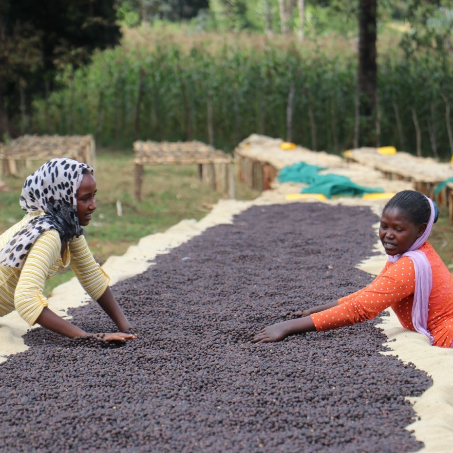 Kello Raro – Ozone Coffee NZ