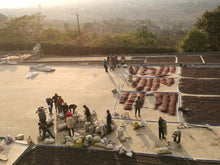 Load image into Gallery viewer, Processed coffee being spread out to dry on concrete patios at the San Patricio mill
