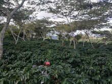 Load image into Gallery viewer, Coffee growing at El Limón in Palencia, Guatemala
