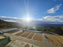 Load image into Gallery viewer, Processed coffee spread out drying on concrete patios at the San Patricio mill
