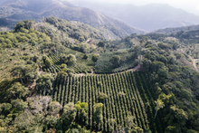Load image into Gallery viewer, Coffee growing at Finca La Linda in Bolivia
