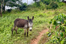 Load image into Gallery viewer, Nima Juarez
