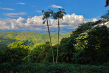 Load image into Gallery viewer, Family Gutierrez
