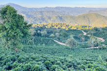 Load image into Gallery viewer, Coffee growing at Finca La Linda in Bolivia
