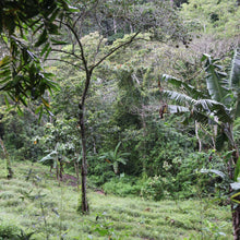 Load image into Gallery viewer, Lush green coffee farm at Finca Limoncillo in Matagalpa, Nicaragua, source of Ozone Coffee&#39;s Ethiosar Natural beans with fruity flavor notes.

